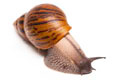 Achatina achatina achatina Ghana typ 1c semiadult 13cm